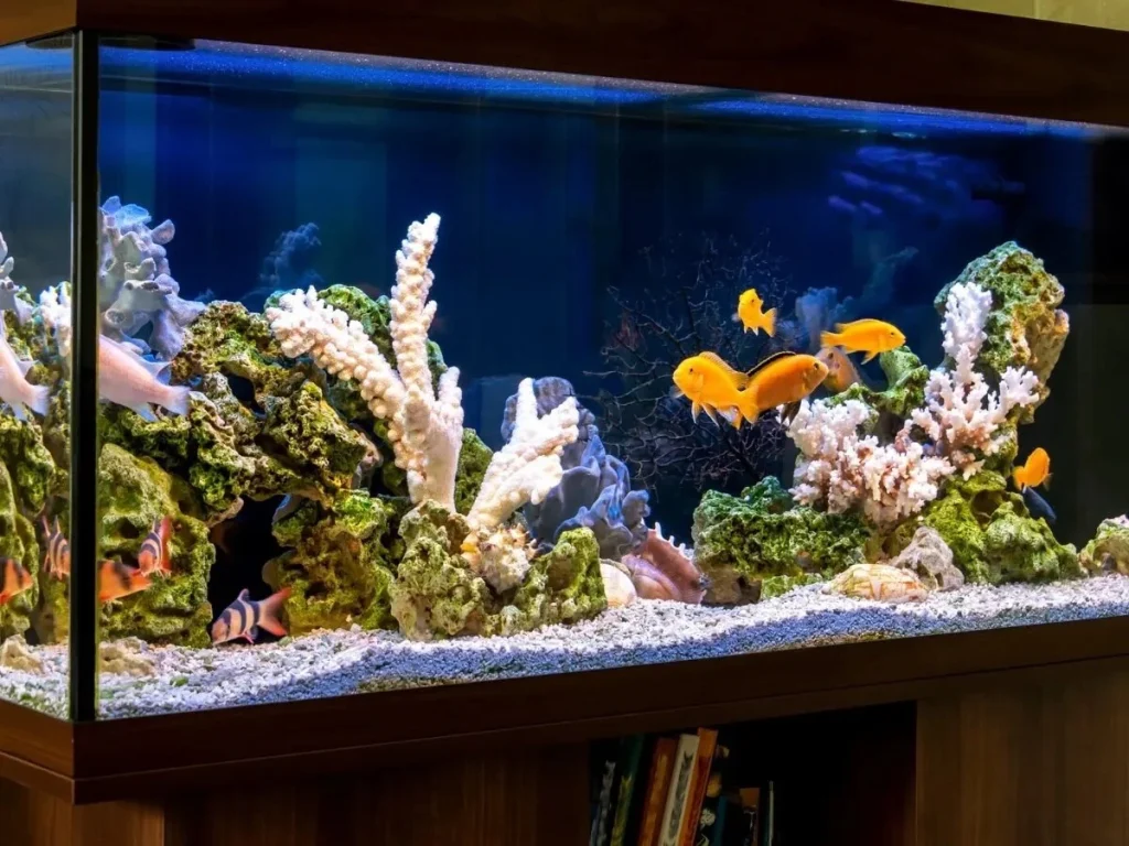 An aquarium aligned with Vastu principles, helping protect against negative energy and the evil eye.